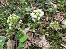 Petasites albus (L.) Gaertn.的圖片