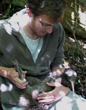 Image of Brown kiwi