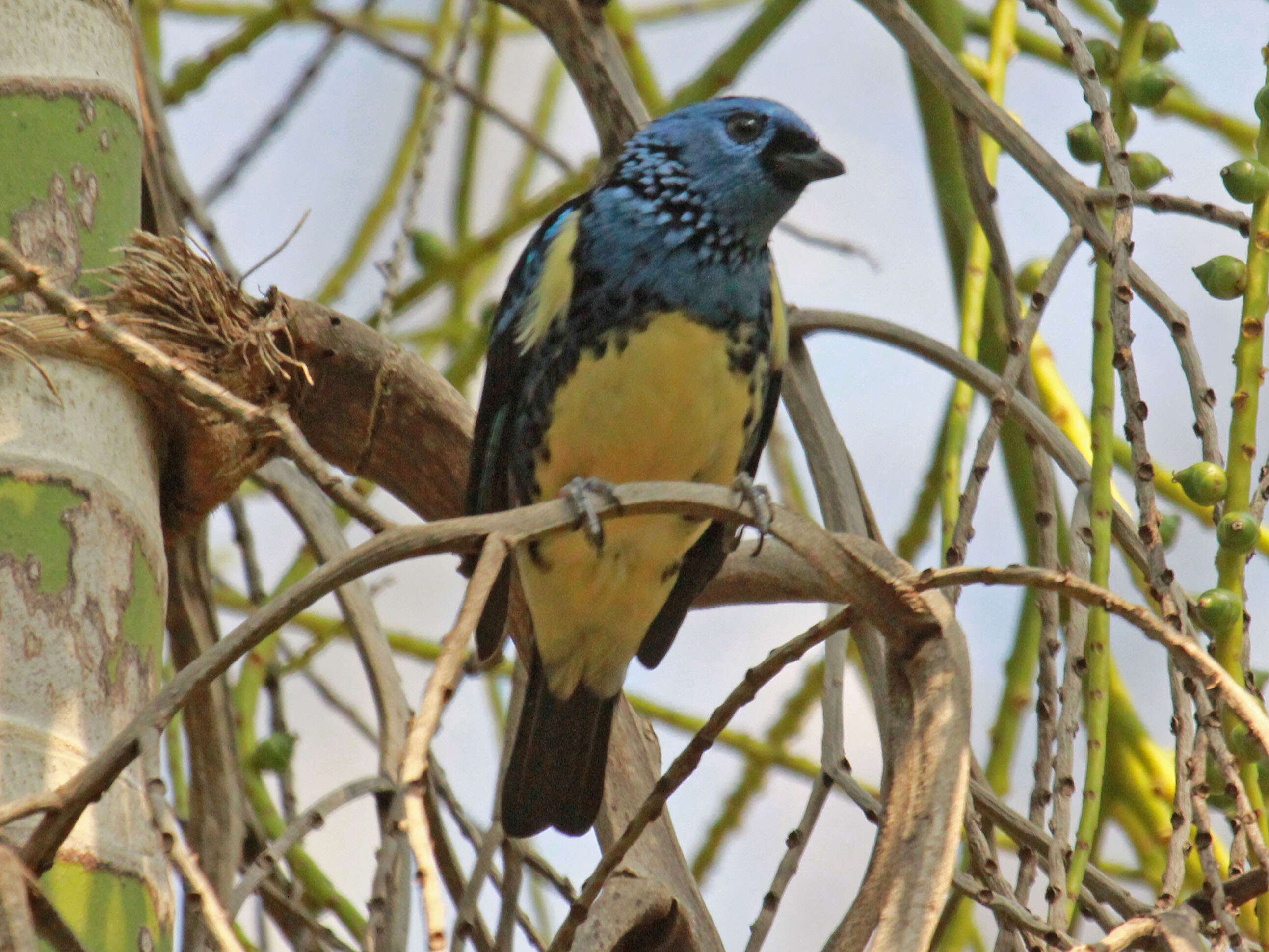 Image of Turquoise Tanager