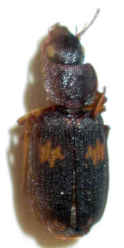 Image of Cymindoidea