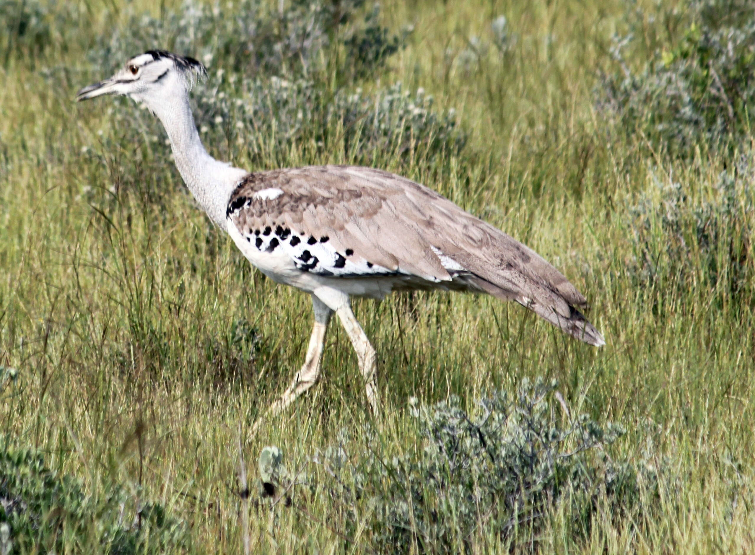 Image of Kori Bustard