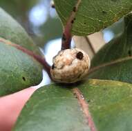 Image of live oak kermes