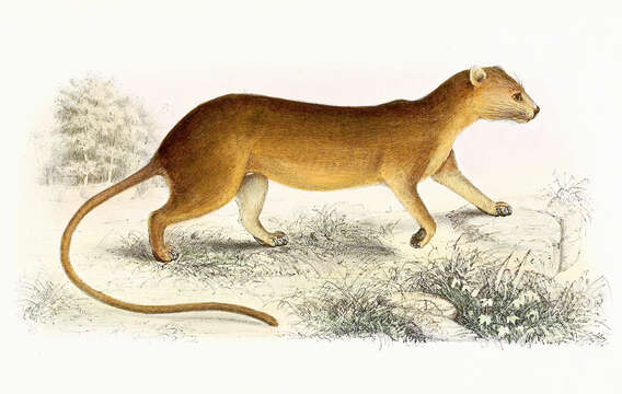 Image of fossa