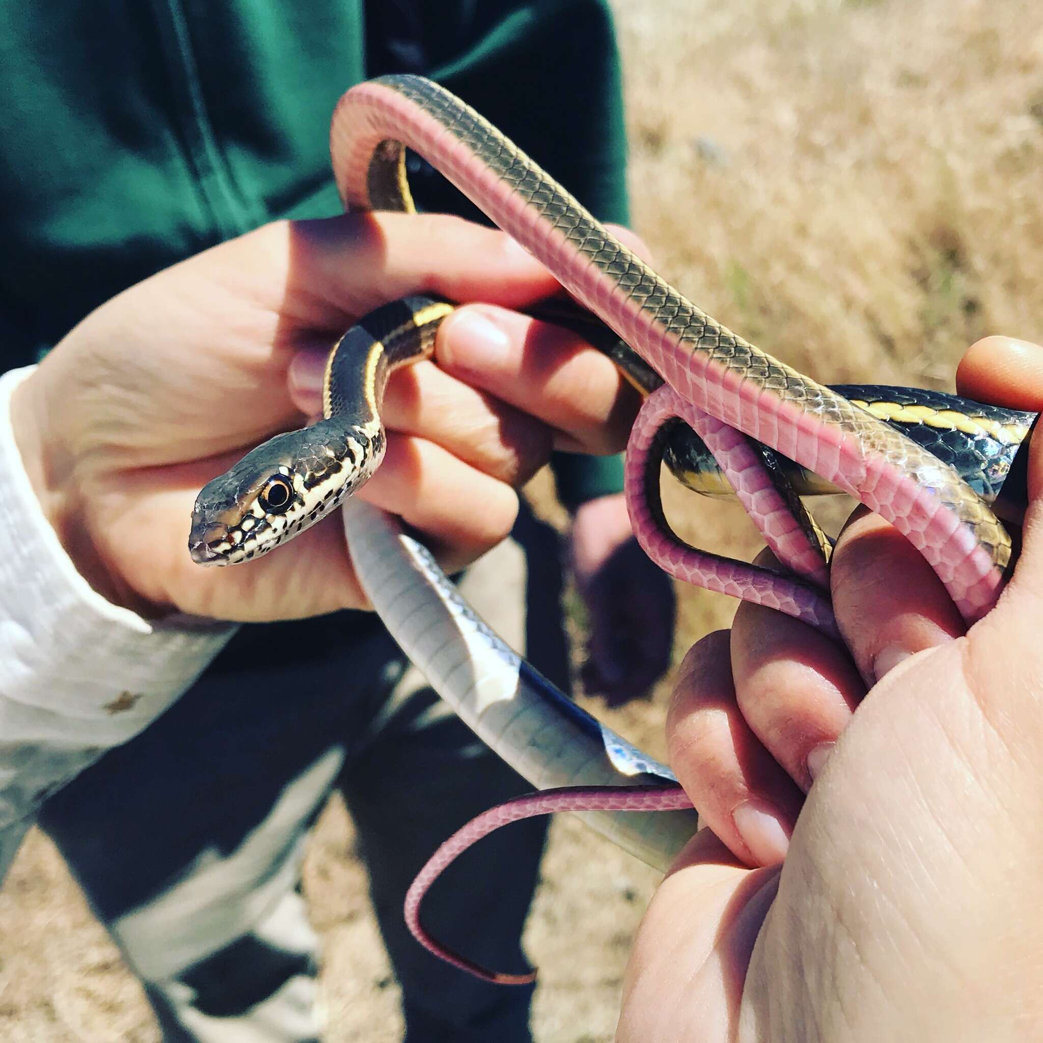 Image of Alameda Striped Racer