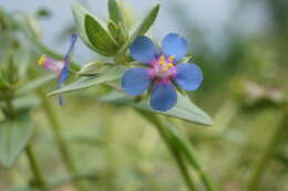 Imagem de Lysimachia foemina (Mill.) U. Manns & Anderb.