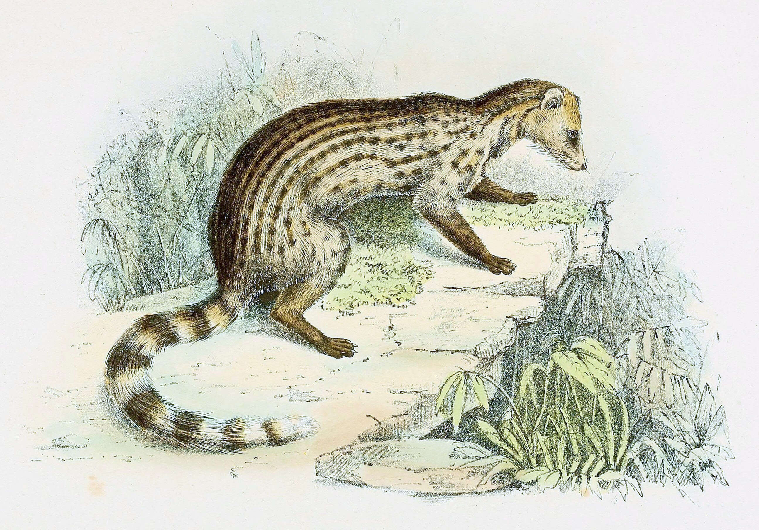 Image of Viverricula Hodgson 1838