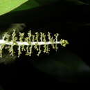 Imagem de Gymnanthes lucida Sw.