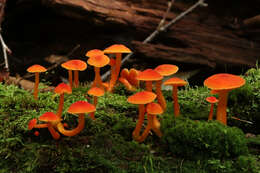 Plancia ëd Hygrocybe squamulosa (Ellis & Everh.) Arnolds 1995