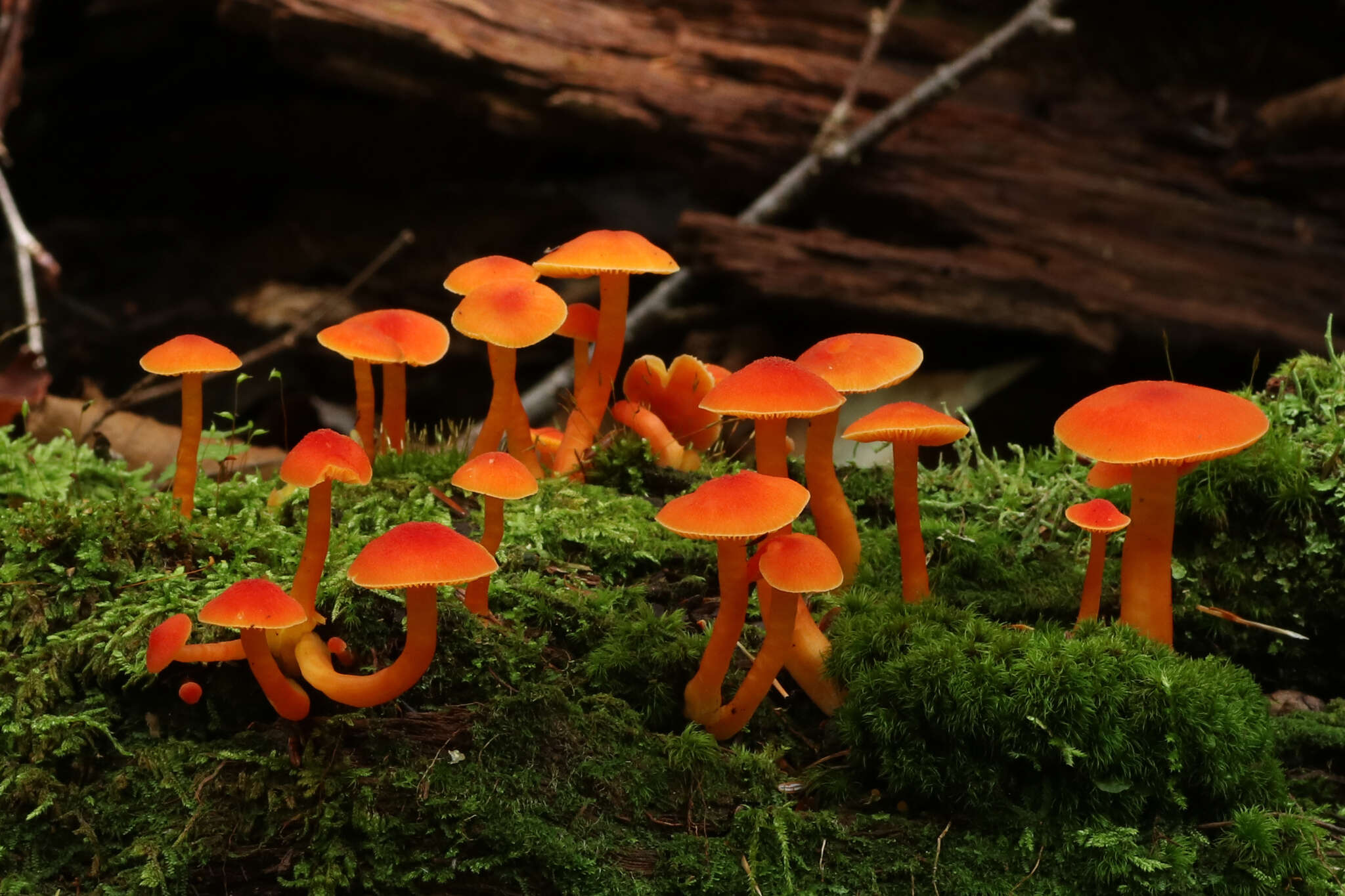 Plancia ëd Hygrocybe squamulosa (Ellis & Everh.) Arnolds 1995