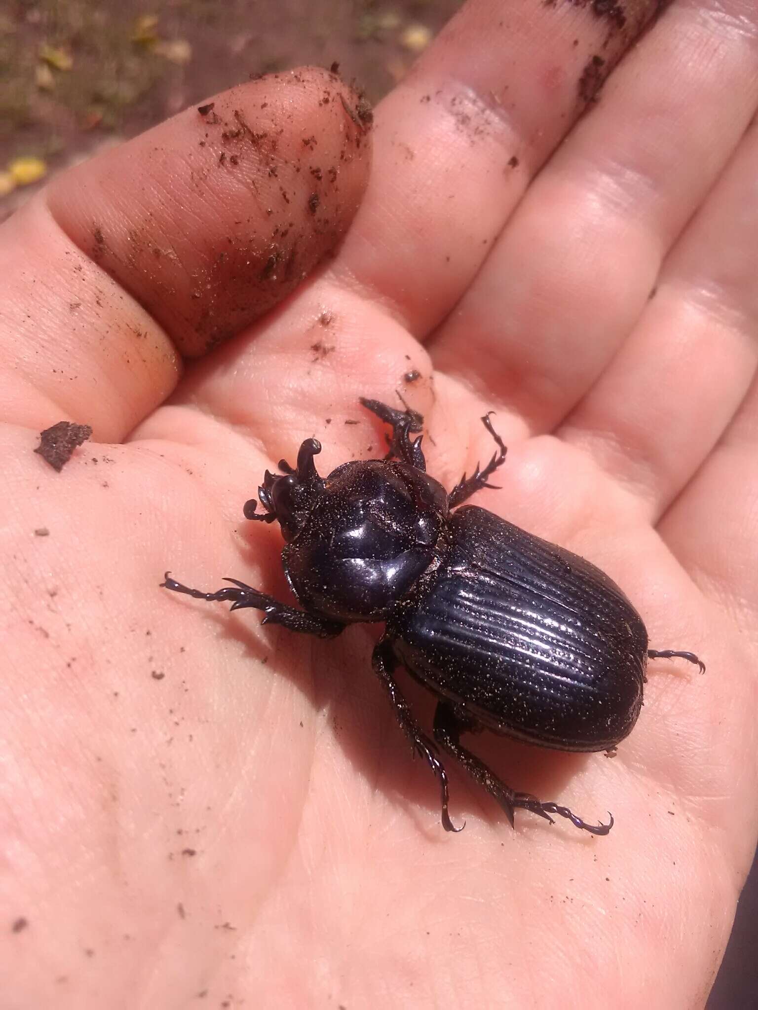 Image of Triceratops Beetle