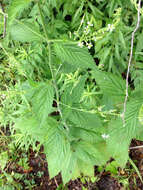 Image of white vervain