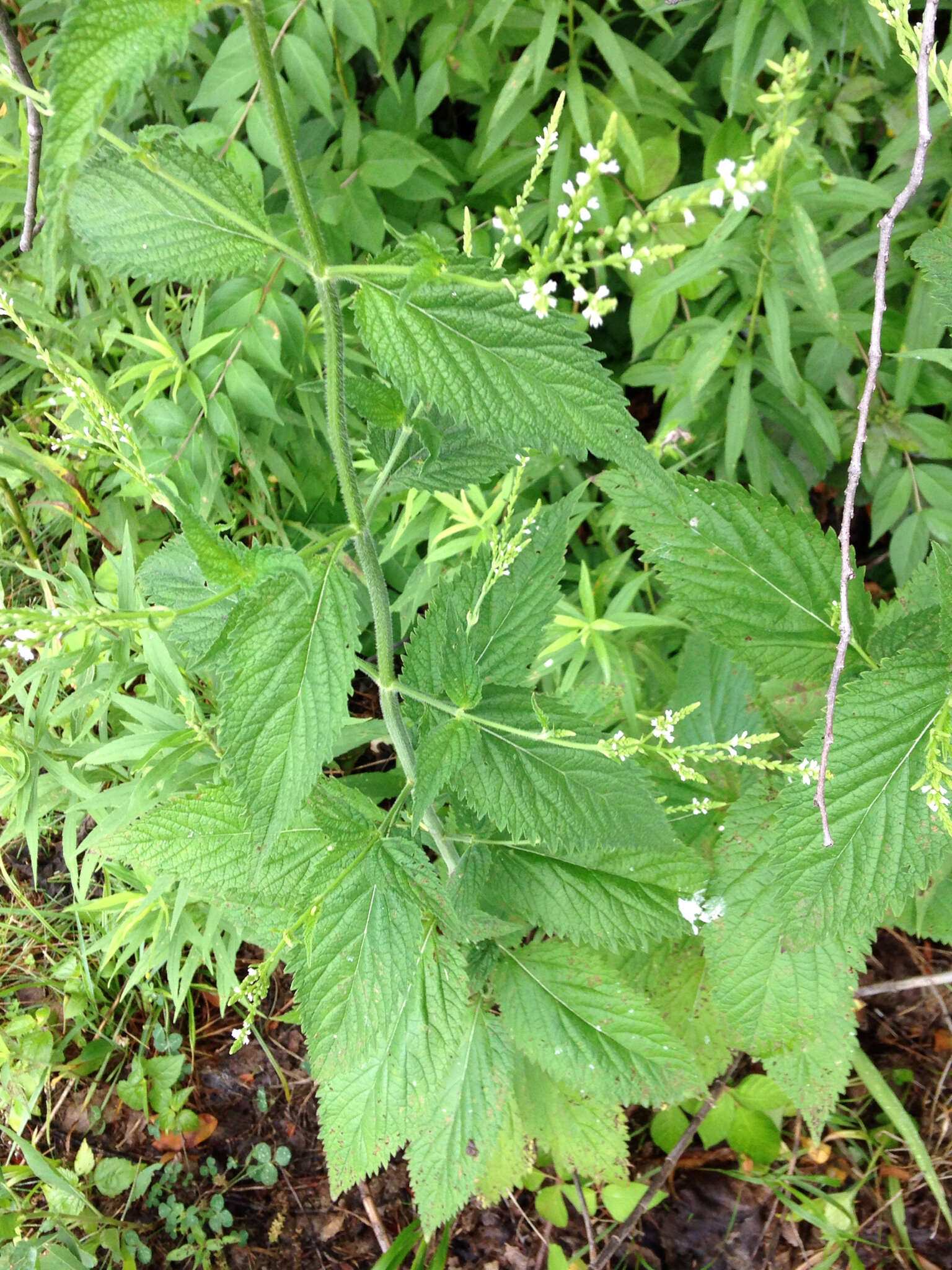 Image de Verbena urticifolia L.