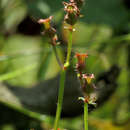 Imagem de Rhexia virginica L.