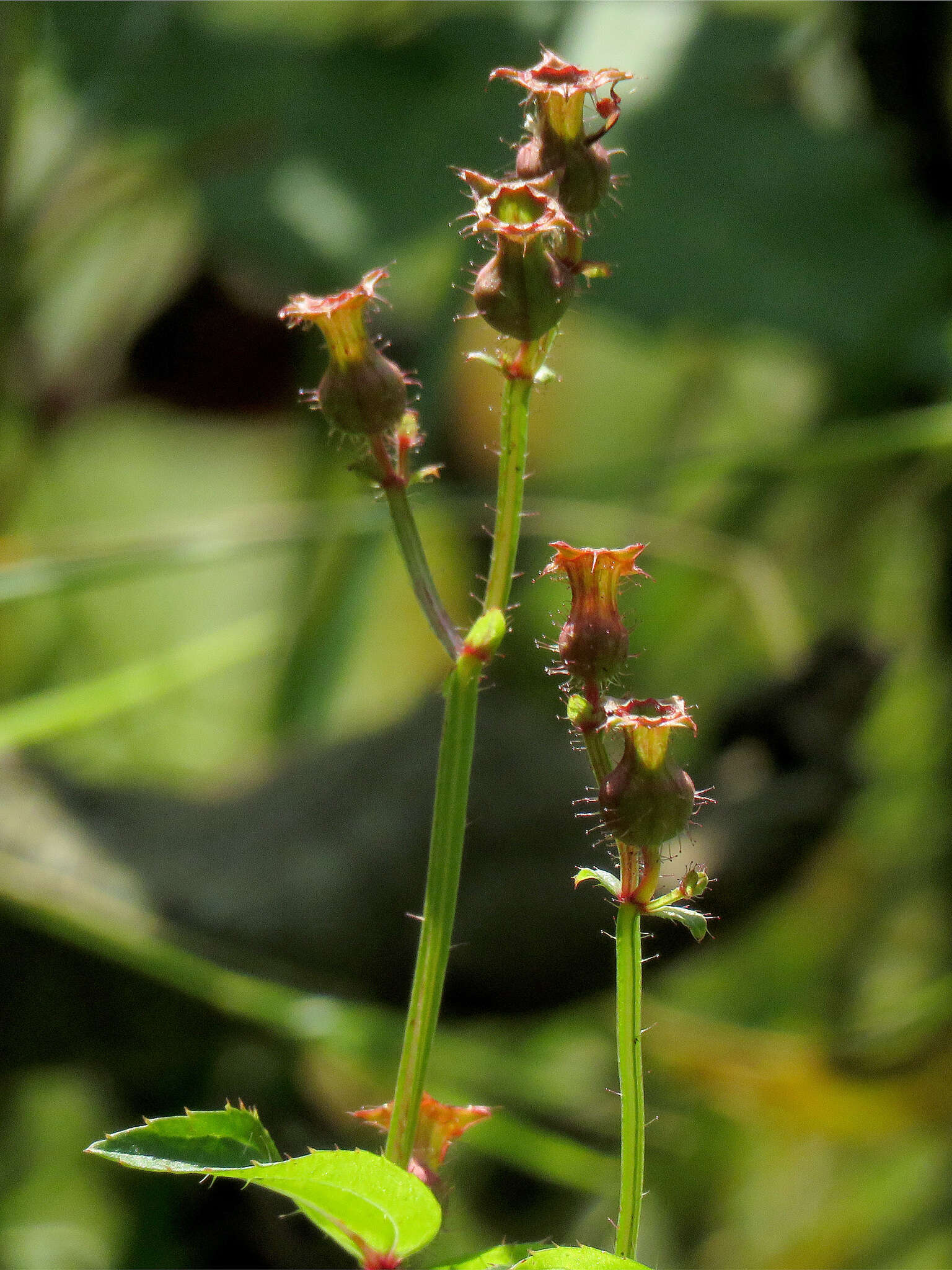 Imagem de Rhexia virginica L.