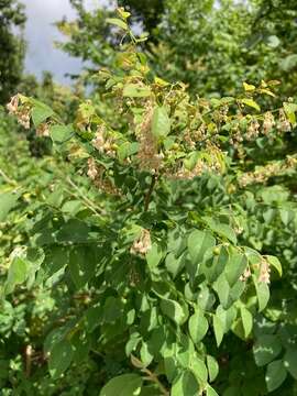 Image of <i>Phyllanthus mocinianus</i>