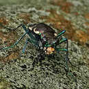 Image of Appalachian Tiger Beetle