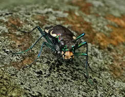 Image of Appalachian Tiger Beetle
