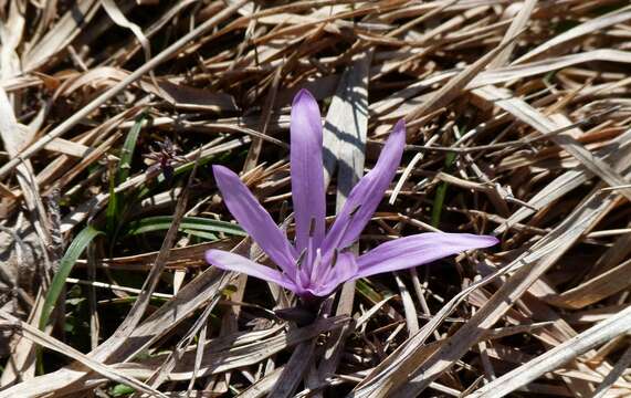 Image of Colchicum bulbocodium Ker Gawl.