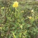 Imagem de Oenothera grandiflora L'Her