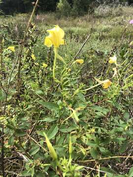 Imagem de Oenothera grandiflora L'Her