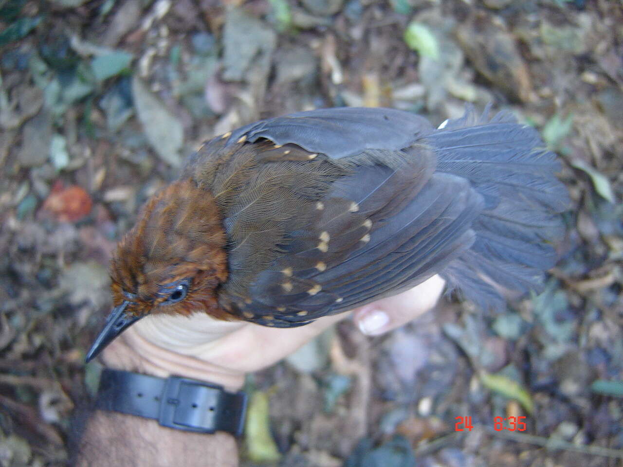 Image of Slate-colored Antbird