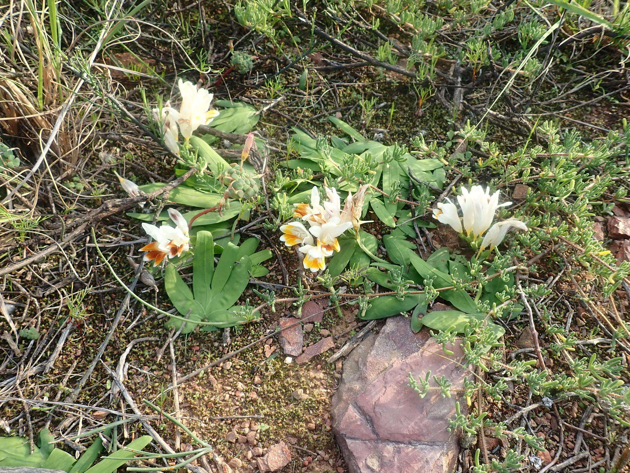 Image of Freesia caryophyllacea (Burm. fil.) N. E. Br.