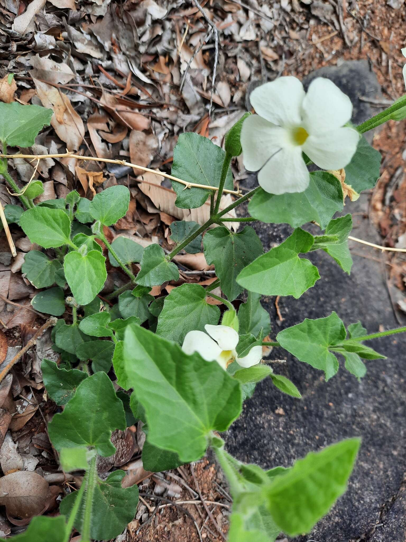 Image of Thunbergia neglecta Sond.