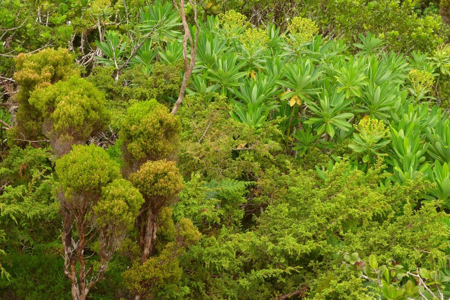 Image of Euphorbia stygiana subsp. stygiana