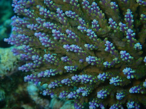 Image of Staghorn coral