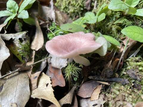 Image of Russula maculata Quél. 1878