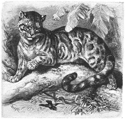 Image of clouded leopard