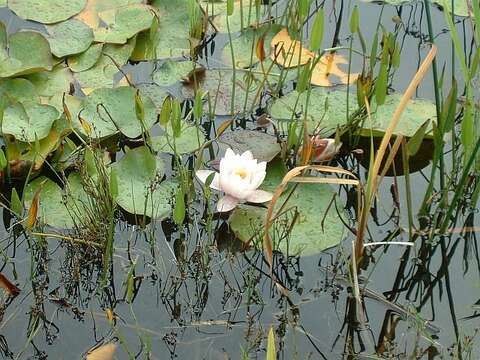 Image of European white waterlily