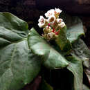 Image of Hairy Bergenia