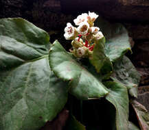 Image of Bergenia ciliata (Haw.) Sternb.