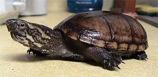 Image of Common Mud Turtle