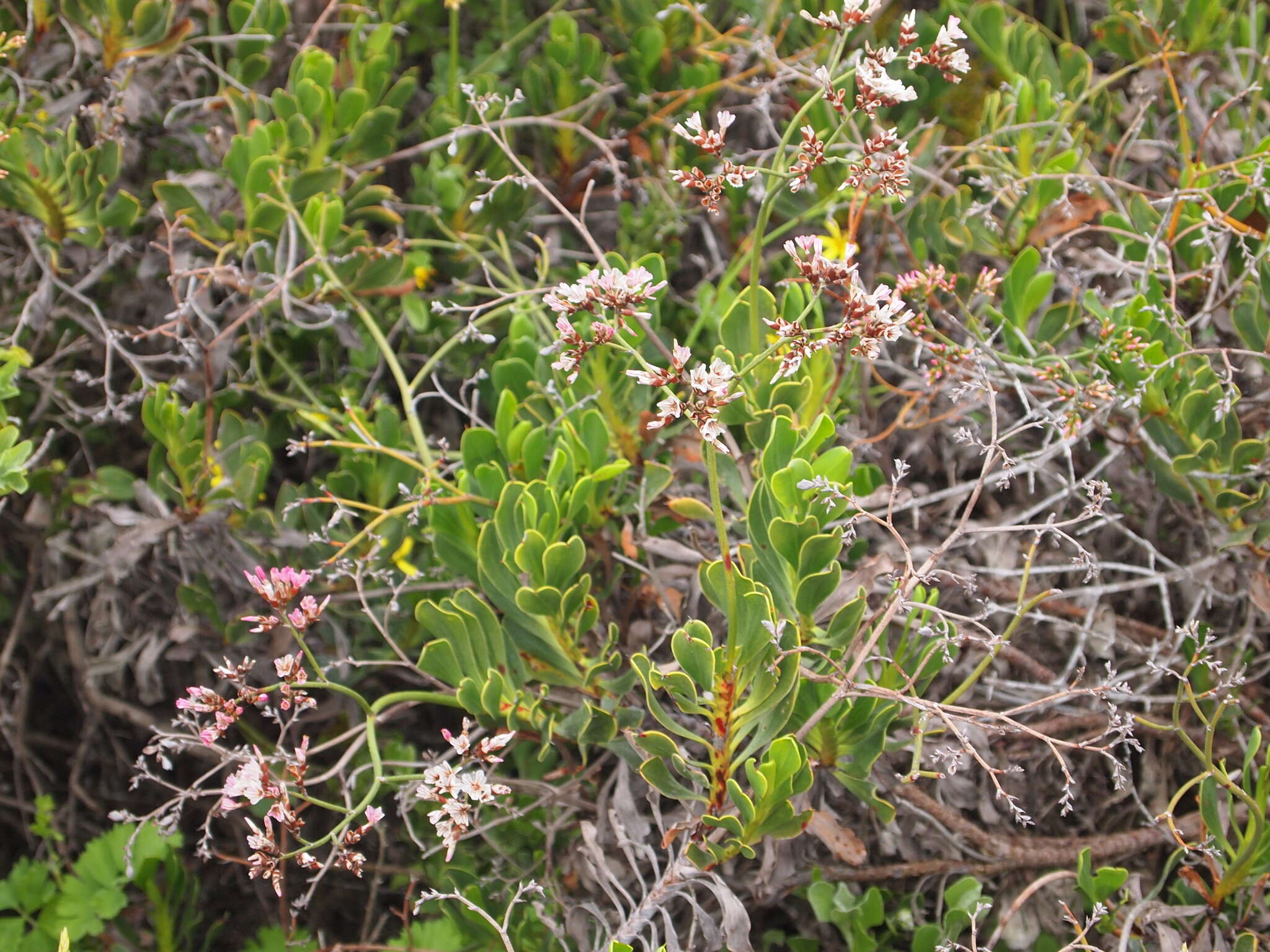 Afrolimon purpuratum (L.) I. A. Lincz. resmi