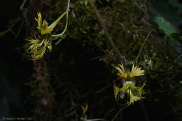 Image of Tropaeolum warmingianum Rohrb.