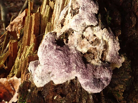 Image of Nectriopsis violacea (J. C. Schmidt ex Fr.) Maire 1911