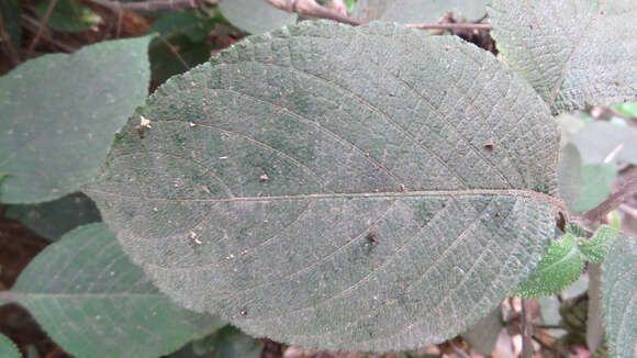 Image of Strobilanthes lupulina T. Anders.