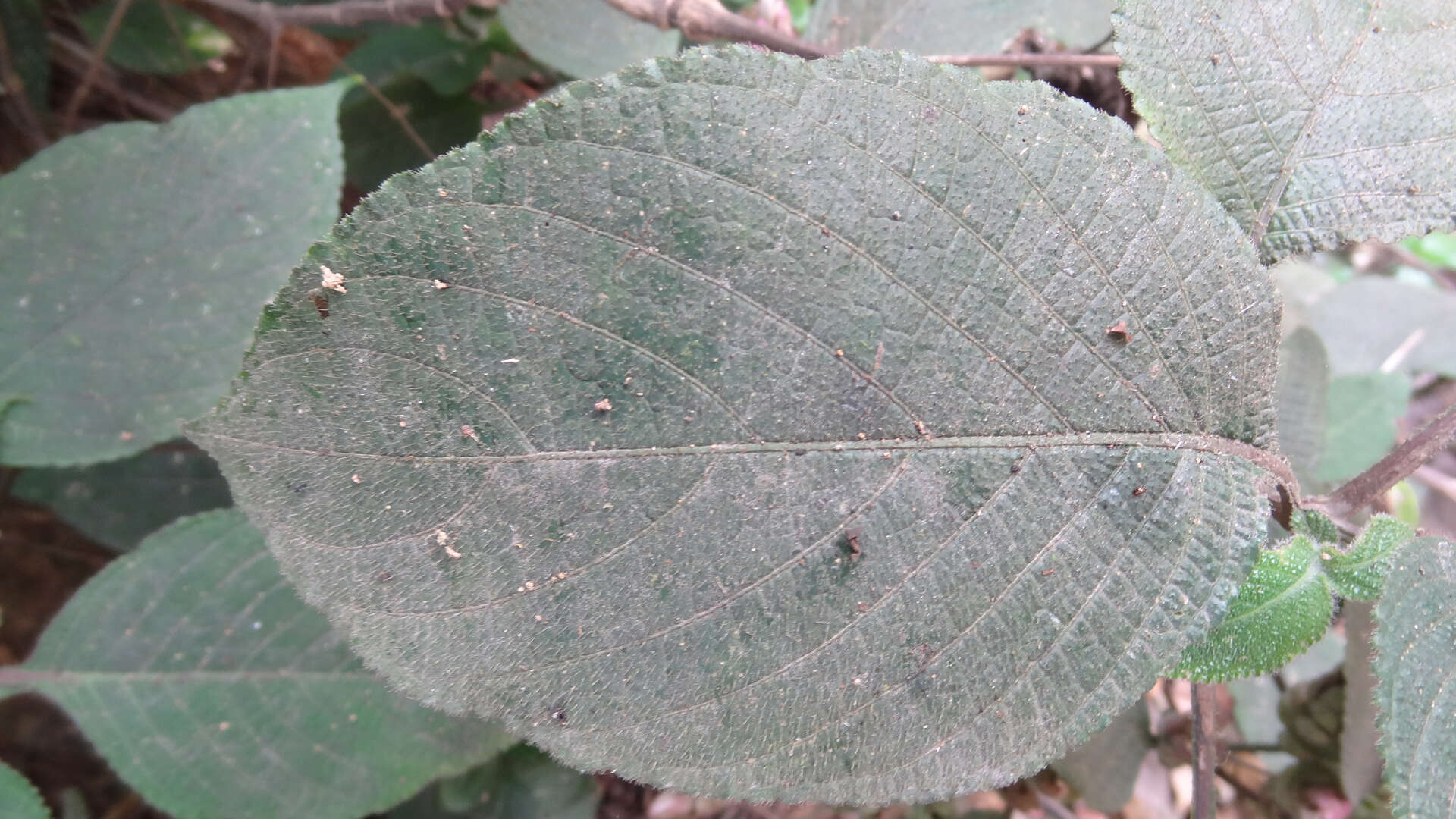 Strobilanthes lupulina T. Anders.的圖片