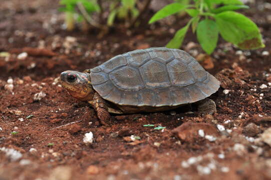 Image of Furrowed Wood Turtle