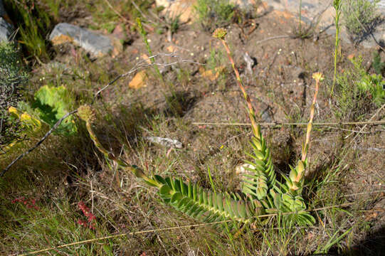 Image of Crassula ciliata L.