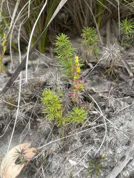 Image of Desmocladus fasciculatus (R. Br.) B. G. Briggs & L. A. S. Johnson