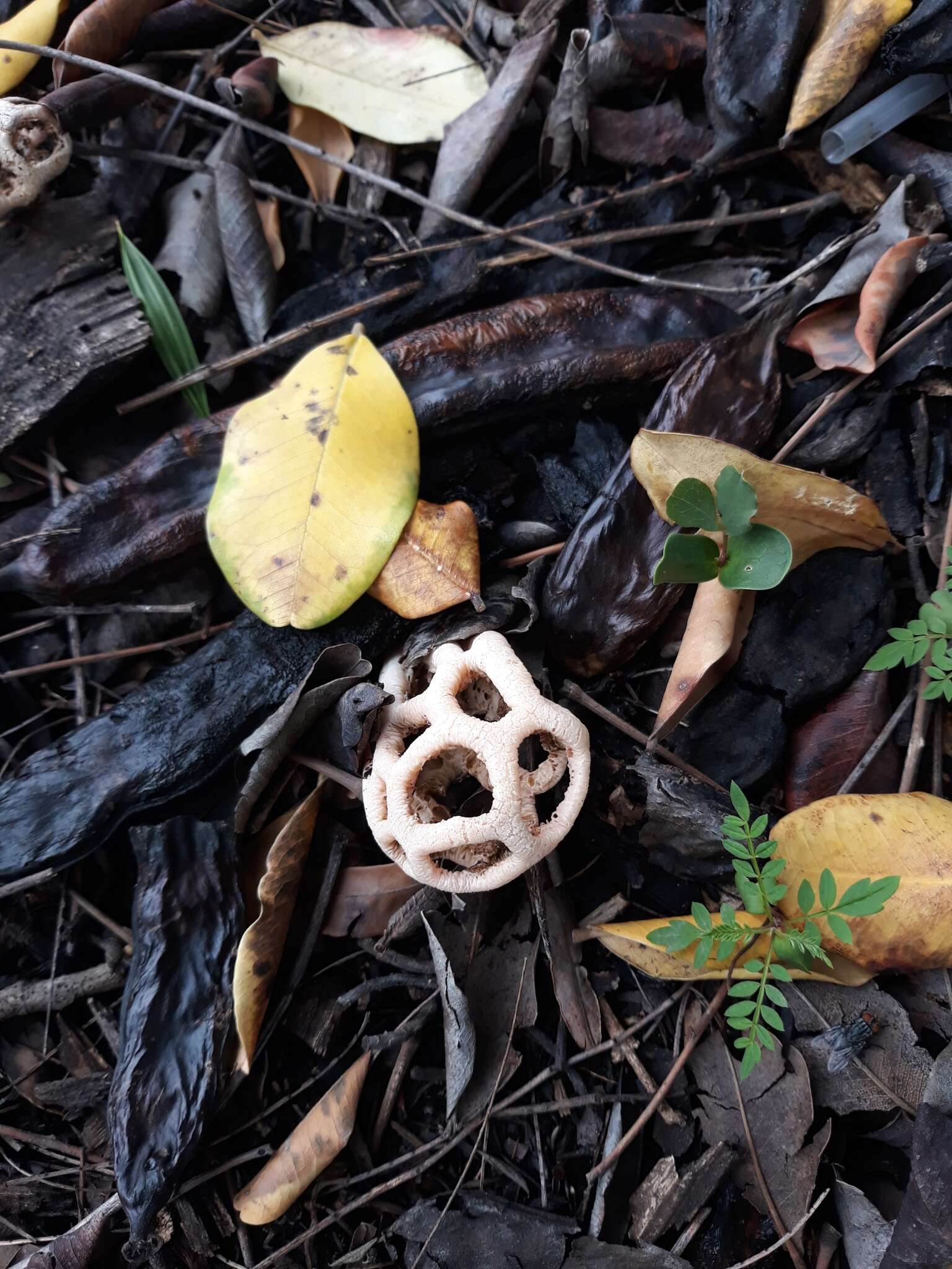 Image of Clathrus baumii Henn. 1903