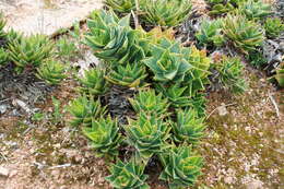 Слика од Aloe perfoliata L.