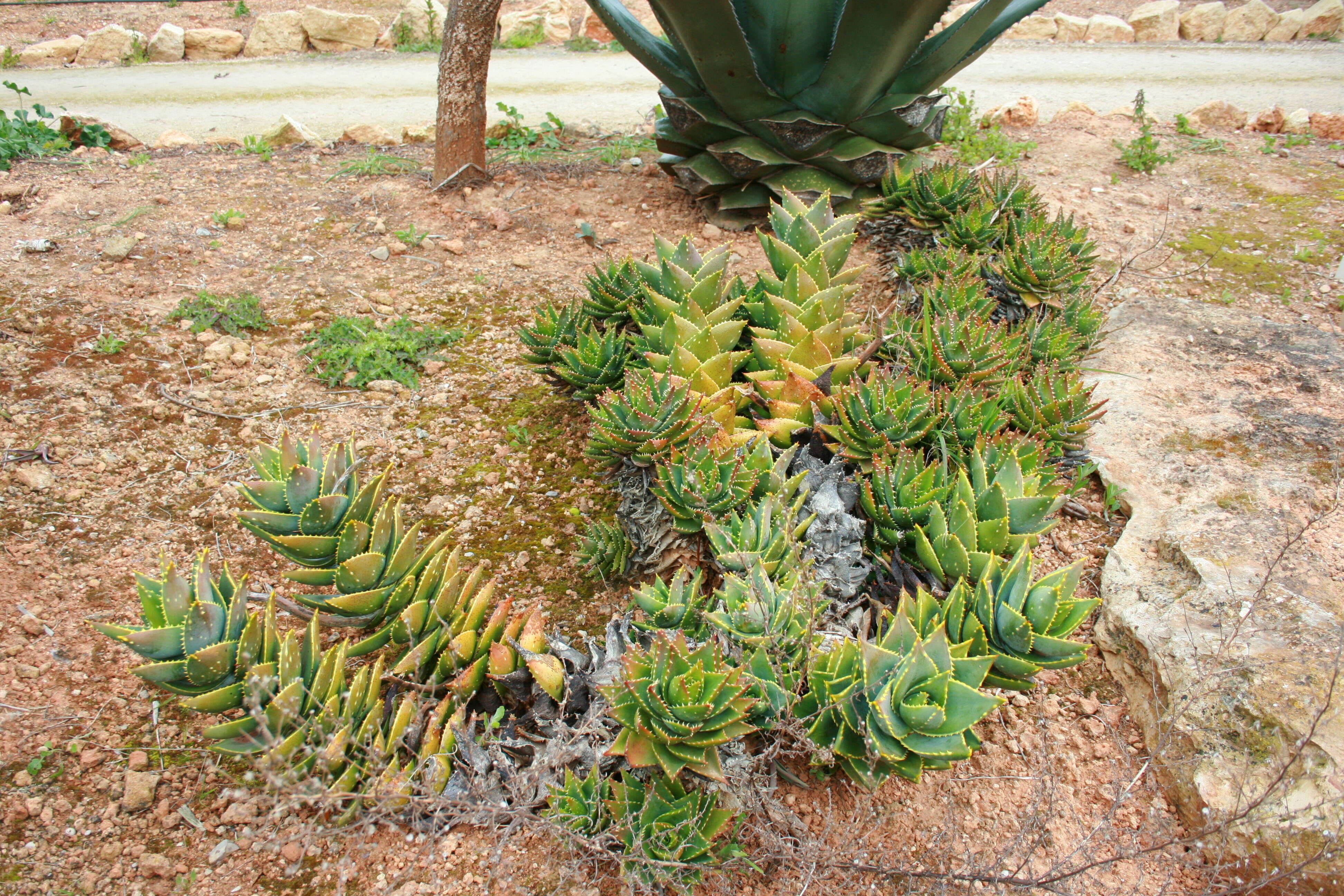 Слика од Aloe perfoliata L.