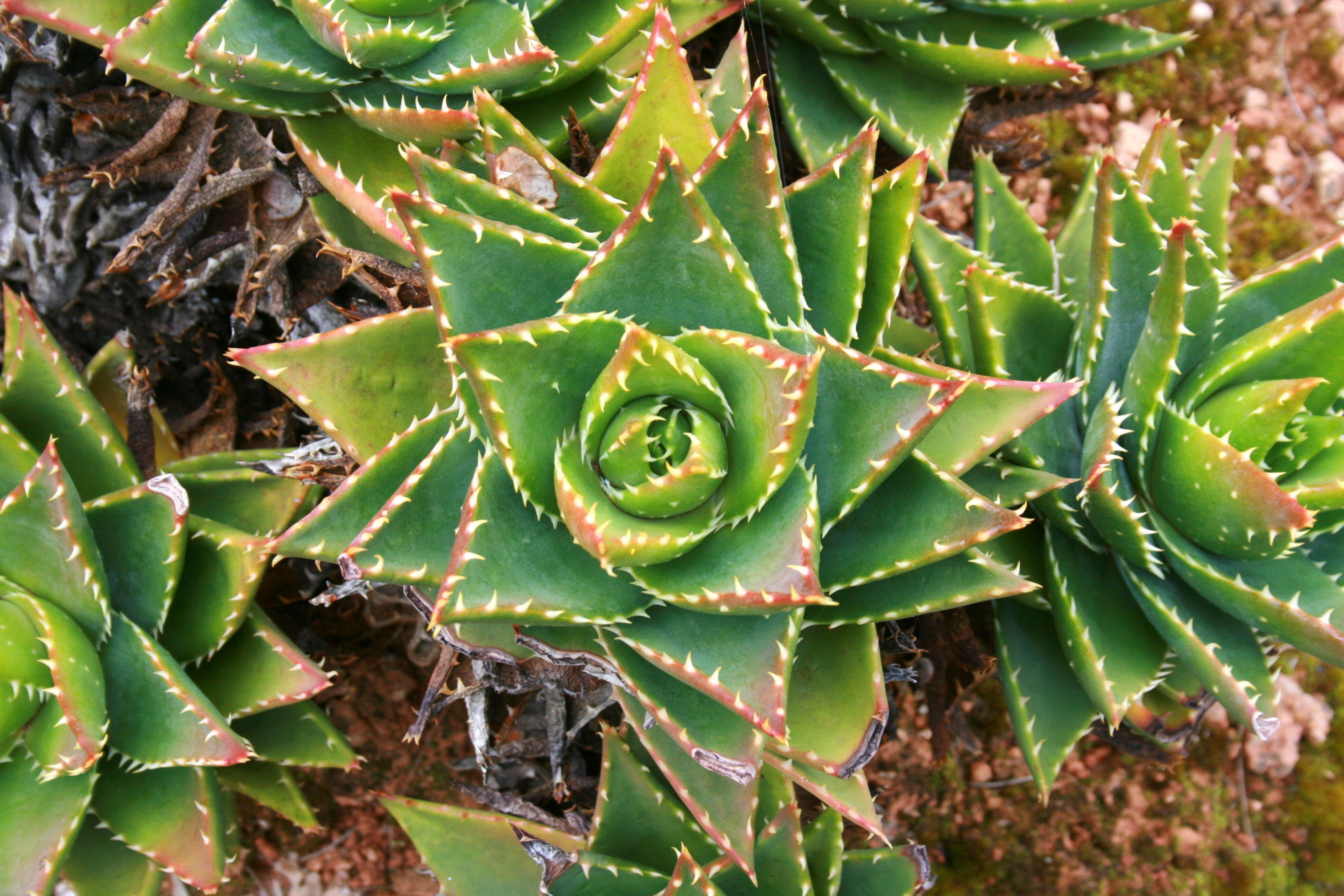 Image of Aloe perfoliata L.