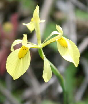 Image of Moraea thomasiae Goldblatt