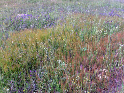 Image of Sheep's Sorrel