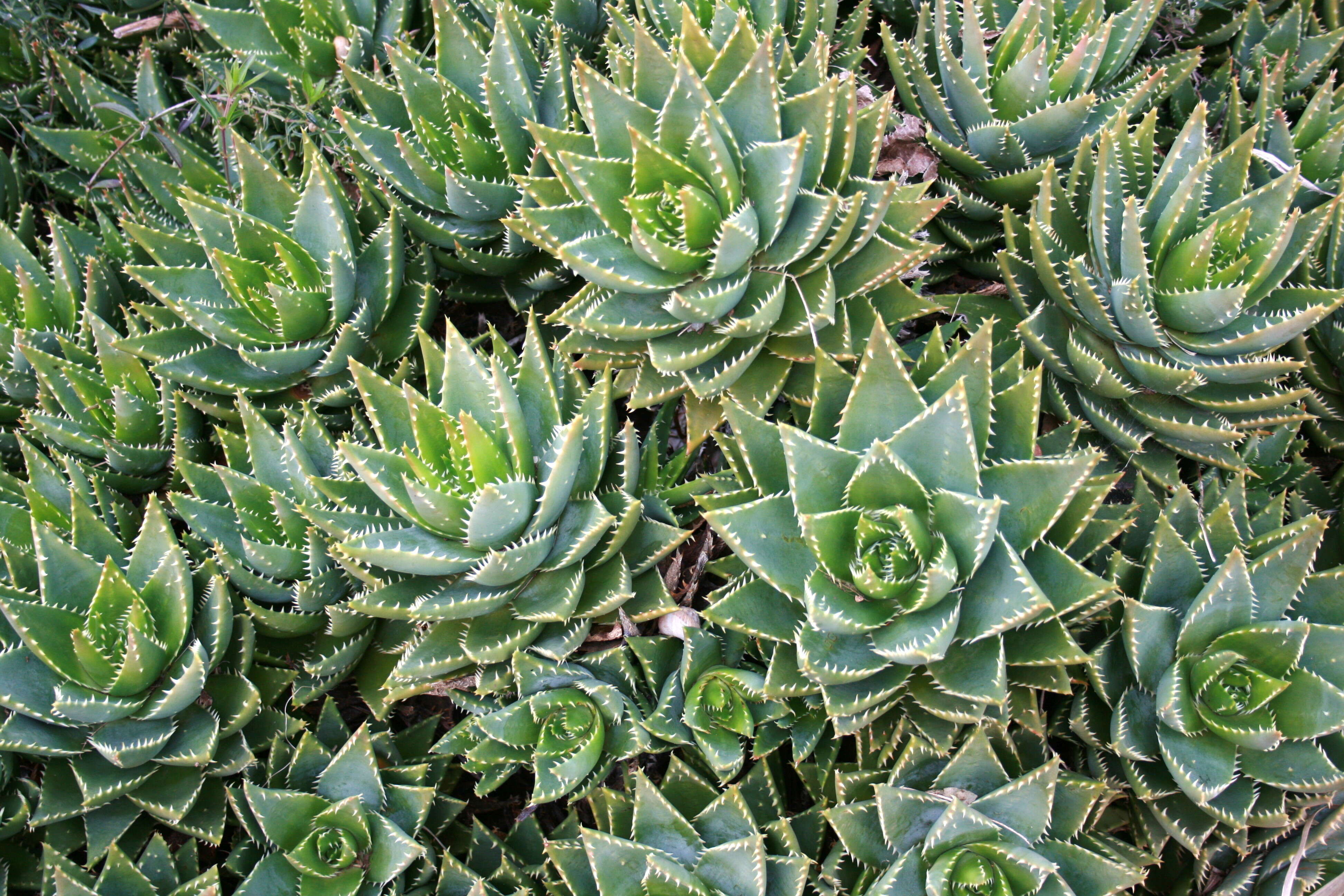 Image of Aloe brevifolia Mill.